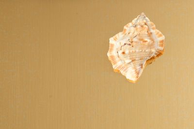 a seashell on polished brass sheet