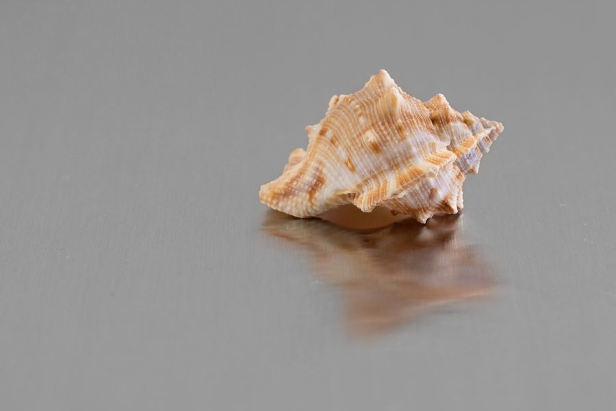 stainless steel in number 4 finish with a seashell to illustrate the visual characteristics of the finish